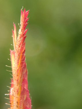 Dokun Bana Bitki Değil 'in genç yapraklarının yakın plan fotoğrafı. Bahçıvanlıkla ilgili makaleler için iyi..