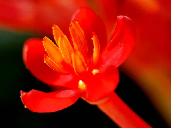 Makroaufnahme Aus Nächster Nähe Von Coral Plant Flower Blüten Von — Stockfoto