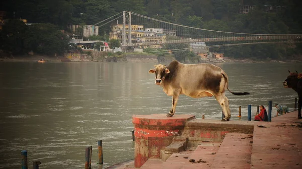 Μια Αγελάδα Στέκεται Στο Ανάχωμα Στις Όχθες — Φωτογραφία Αρχείου