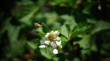 Bahçedeki arıya yaklaş.