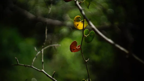 Krásný Výhled Přírodní Zelené Listy — Stock fotografie