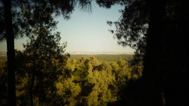 Ormanın güzel manzarası