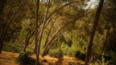 Şehirdeki kumda bir maymun