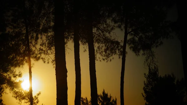 Pôr Sol Floresta Noite — Fotografia de Stock