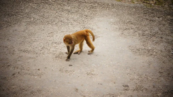 Macaco Areia Cidade — Fotografia de Stock