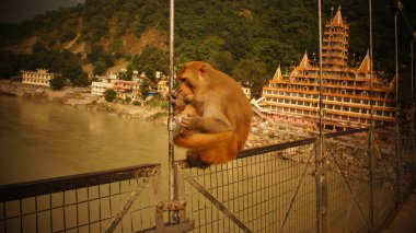 Tayland 'daki tapınaktaki maymun