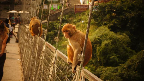 Macaco Zoológico Rua — Fotografia de Stock