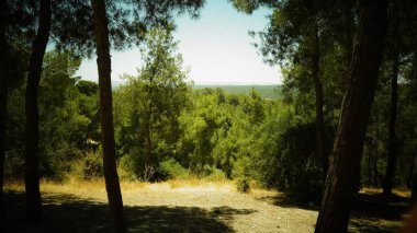 Orman ve ağaçlar manzaralı manzara.