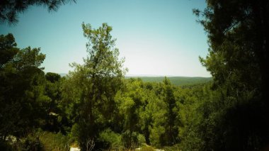 Mavi gökyüzü olan güzel yeşil orman.