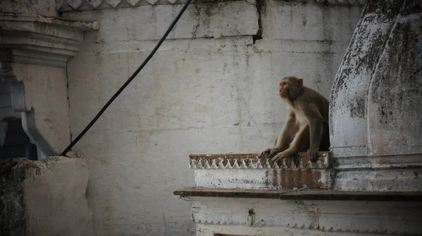 Macaco Cidade Índia — Fotografia de Stock