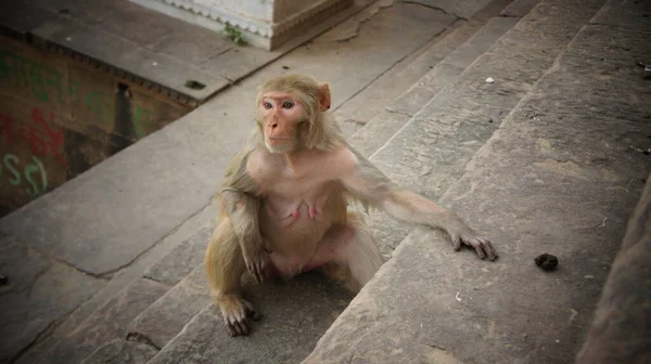 Macaco Cidade Índia — Fotografia de Stock