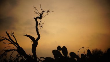 Çöldeki bir ağacın silueti.