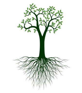 Yaprakları ve kökleri olan ağaç şekli. Vektör taslağı çizimi. Bahçede Bitki.