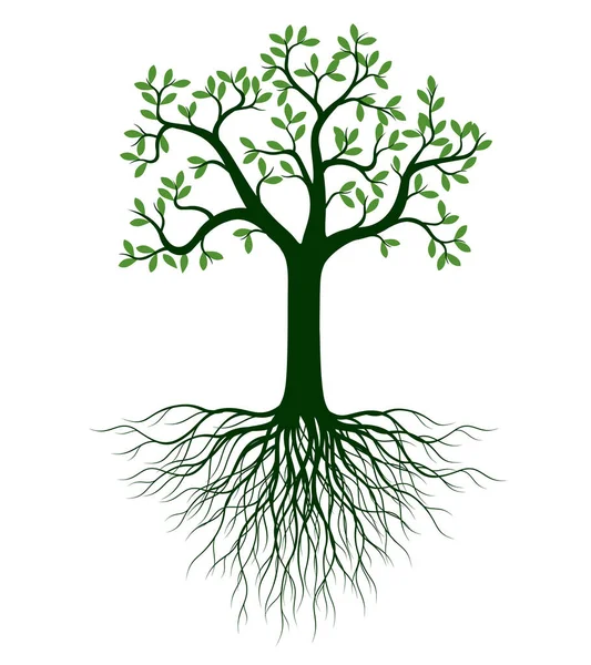 Forma Árvore Com Folhas Raízes Esboço Vetorial Ilustração Planta Jardim — Vetor de Stock