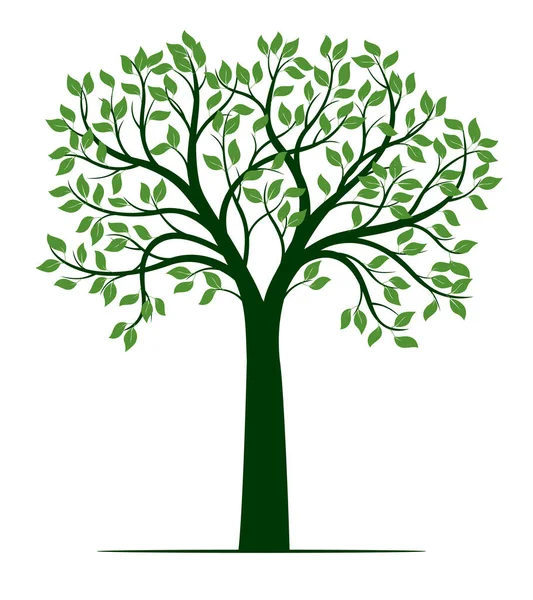 Tvar Zeleného Stromu Kořeny Vektorový Přehled Ilustrace Rostlina Zahradě — Stockový vektor