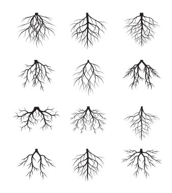 Collection of Tree Roots. Vector outline Illustration. Plant in Garden.