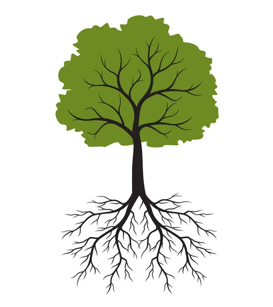 Forma Árvore Com Raízes Esboço Vetorial Ilustração Planta Jardim —  Vetores de Stock