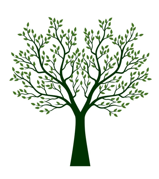 Tvar Stromu Listy Kořeny Vektorový Přehled Ilustrace Rostlina Zahradě — Stockový vektor