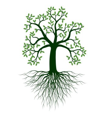 Yaprakları ve kökleri olan ağaç şekli. Vektör taslağı çizimi. Bahçede Bitki.