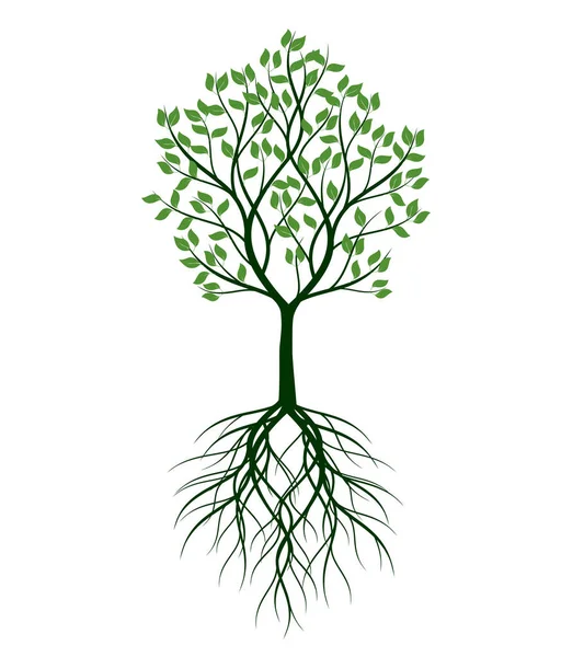 Forma Árbol Verde Con Raíces Esquema Vectorial Ilustración Planta Jardín — Vector de stock