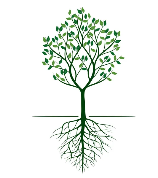 Forma Árbol Verde Con Raíces Esquema Vectorial Ilustración Planta Jardín — Vector de stock