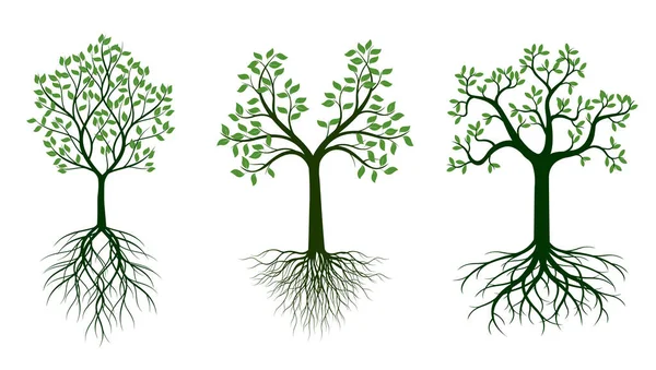 Forma Árbol Con Hojas Raíces Verdes Esquema Vectorial Ilustración Planta — Vector de stock