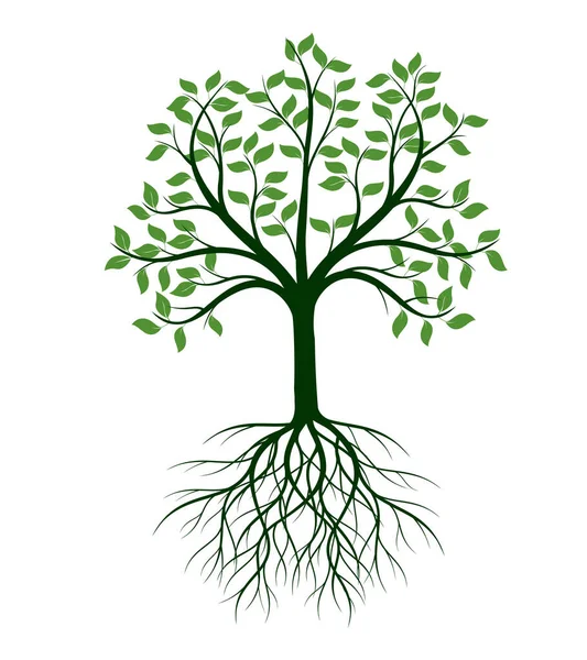 Kształt Drzewa Liśćmi Korzeniami Zarys Wektora Ilustracja Roślina Ogrodzie — Wektor stockowy