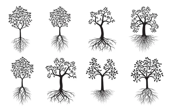 Ensemble Arbres Aux Feuilles Aux Racines Schéma Vectoriel Illustration Plante — Image vectorielle