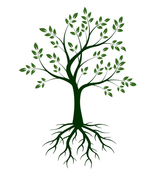 Σχήμα Δέντρου Φύλλα Και Ρίζες Εικονογράφηση Διανύσματος Φυτό Στον Κήπο — Διανυσματικό Αρχείο