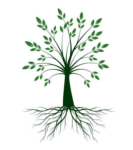 Форма Зеленого Дерева Листьями Векторный Контур Иллюстрации Посадить Саду — стоковый вектор