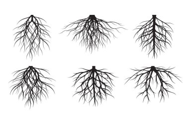 Set of white Tree Roots on black background. Vector Illustration. Plant in Garden.