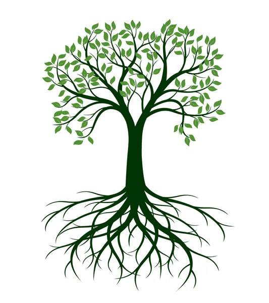 Kökleri Olan Yeşil Ağaç Şekli Vektör Taslağı Çizimi Bahçede Bitki — Stok Vektör