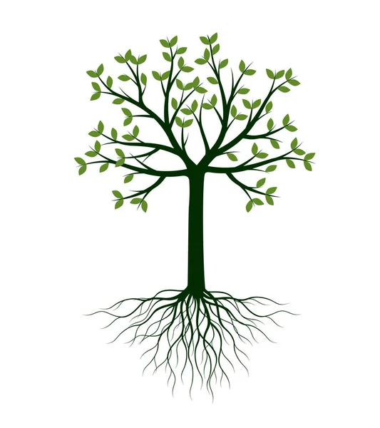 Forma Árbol Con Hojas Raíces Esquema Vectorial Ilustración Planta Jardín — Vector de stock