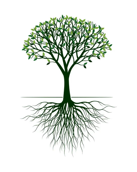 Green Tree Vector Outline Illustration Plant Roots Garden — Stockový vektor