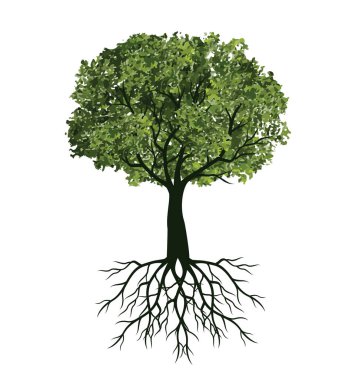 Köklü Yeşil Ağaç. Vektör taslağı çizimi. Bahçede Bitki.