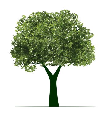 Yeşil Ağaç. Vektör taslağı çizimi. Bahçede Bitki.