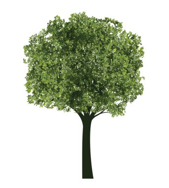 Yeşil Ağaç. Vektör taslağı çizimi. Bahçede Bitki.