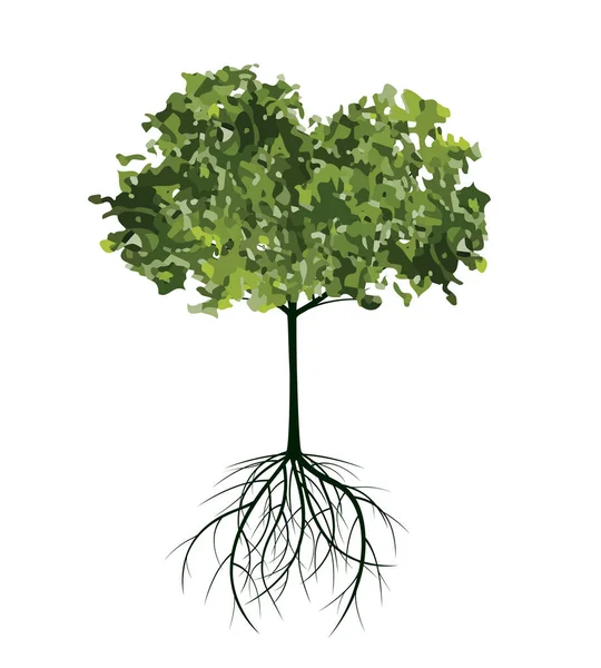 Zelený Strom Kořeny Vektorový Přehled Ilustrace Rostlina Zahradě — Stockový vektor