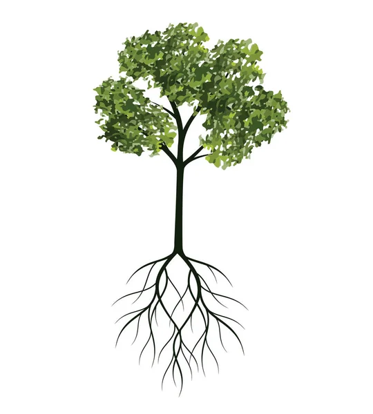 Árbol Verde Con Raíces Esquema Vectorial Ilustración Planta Jardín — Vector de stock