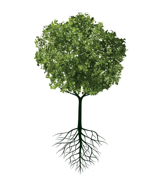 Zelený Strom Kořeny Vektorový Přehled Ilustrace Rostlina Zahradě — Stockový vektor