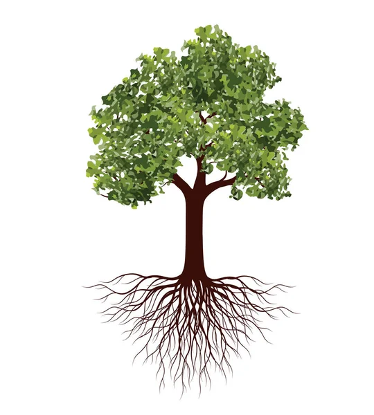 Árbol Verde Con Raíces Esquema Vectorial Ilustración Planta Jardín — Vector de stock