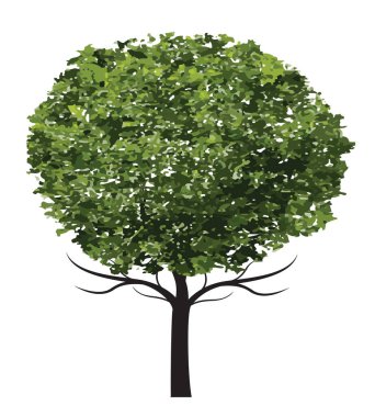 Yeşil Ağaç. Vektör taslağı çizimi. Bahçede Bitki.