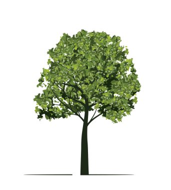 Yeşil Ağaç. Vektör taslağı çizimi. Bahçede Bitki.