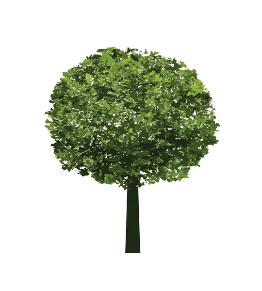 Arbre Vert Schéma Vectoriel Illustration Plante Dans Jardin — Image vectorielle