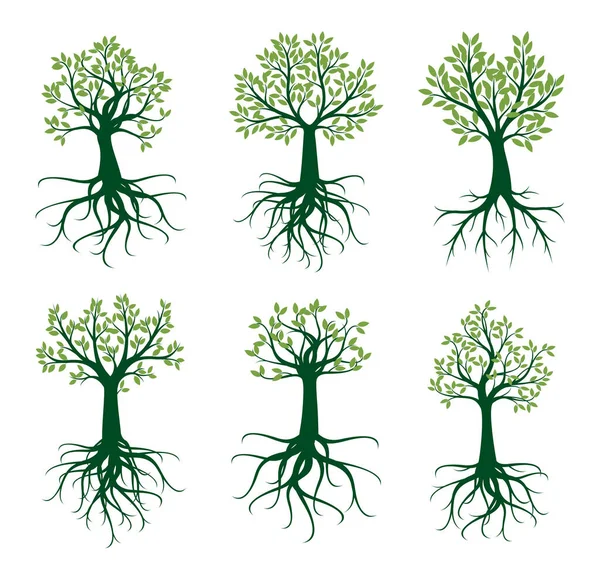 Establecer Árboles Verdes Con Raíces Esquema Vectorial Ilustración — Vector de stock