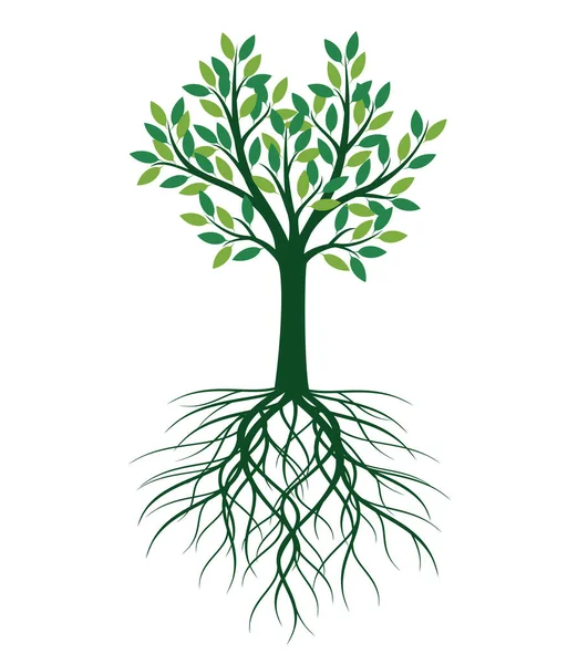 Árbol Verde Con Raíces Esquema Vectorial Ilustración — Vector de stock
