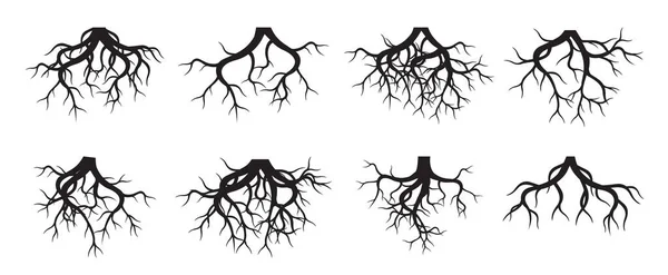 Set Vector Roots Plant Floral Element — Stock Vector