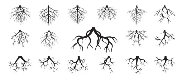 Réglez Racines Vectorielles Élément Végétal Floral Graphismes Vectoriels