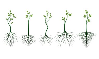 Köklü genç yeşil ağacı kur. Vektör Özet Çizimi.
