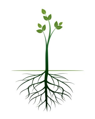Kökleri olan genç yeşil ağaç. Vektör Özet Çizimi.